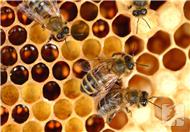 蜂胶的功效与作用及食用方法  蜂胶功效作用与主治